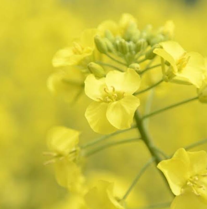菜の花アップ